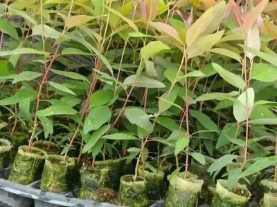 泉港涂嶺山林水源枯竭的警示 桉樹林種植與生態(tài)經營的反思