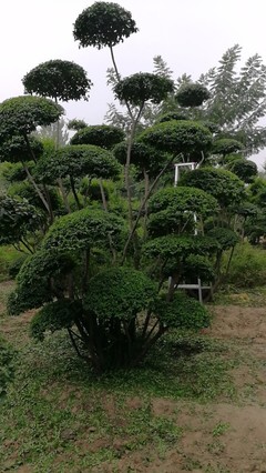 小葉女貞造型樹(shù)品種圖鑒與種植經(jīng)營(yíng)指南