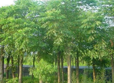 河南欒樹形態特征介紹