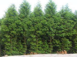 江西省九江縣廬山南林木種苗站 優質鄉土與景觀樹種全覽