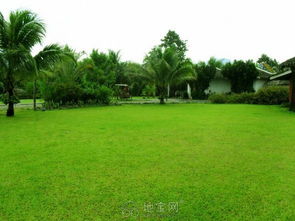 綠化草坪修苗木種植修剪與除草的綜合管理