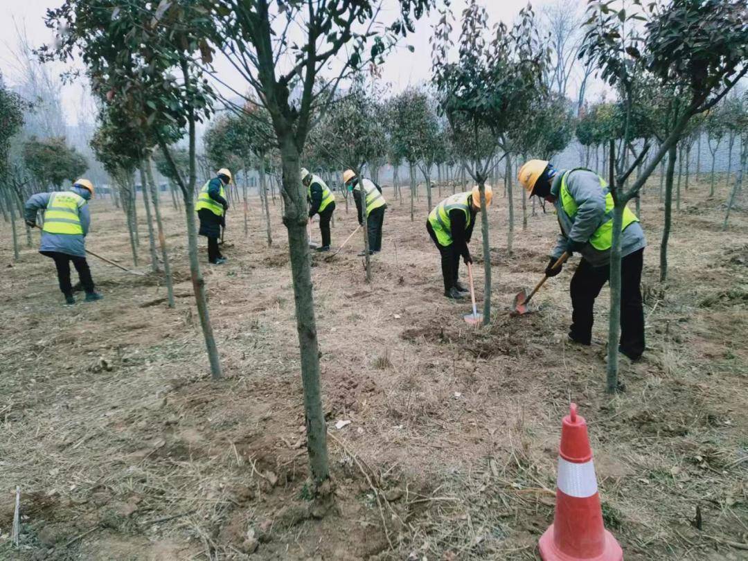 城市綠化精細(xì)化提升 喬灌木補(bǔ)栽與綠籬完善工程實(shí)踐