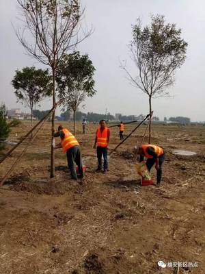 綠色雄安進(jìn)行時(shí) 探訪萬(wàn)畝森林公園試驗(yàn)區(qū)樹木種植現(xiàn)場(chǎng)