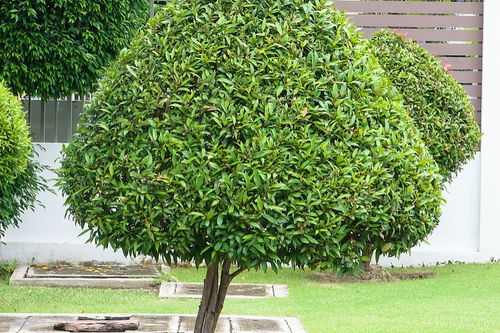 綠化工程中苗木種植費(fèi)用的計(jì)算指南